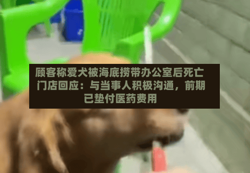 顾客称爱犬被海底捞带办公室后死亡 门店回应：与当事人积极沟通，前期已垫付医药费用-第3张图片